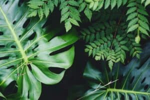 identificazione proiettiva e dca