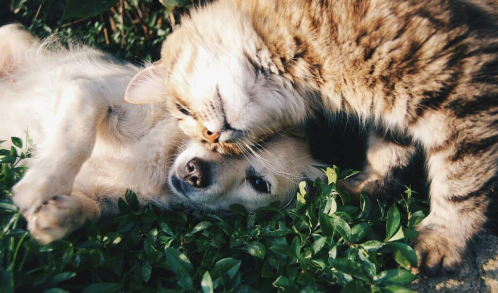 animali e dca